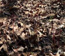 Image of Spring coralroot