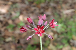 Image of <i>Allium glandulosum</i>