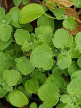 Image of ivy-leaved speedwell