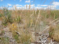 Image de Poa fendleriana (Steud.) Vasey