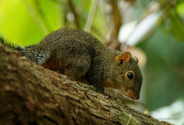 Image of Orange-bellied Himalayan Squirrel