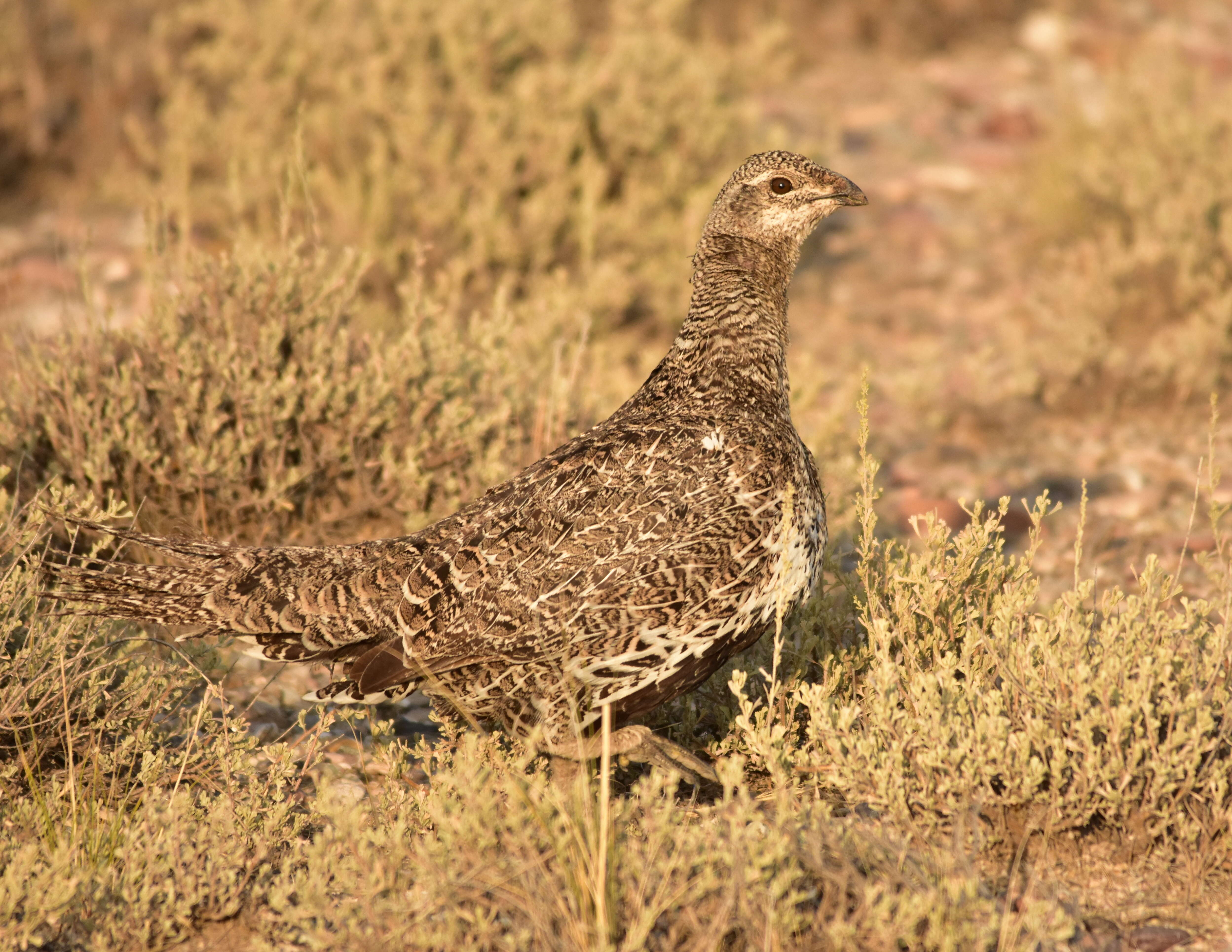 Image of Gunnison sage-grouse; greater sage-grouse