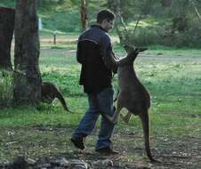 Macropus fuliginosus (Desmarest 1817) resmi