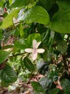 Pseuderanthemum maculatum (Lodd.) I. M. Turner resmi