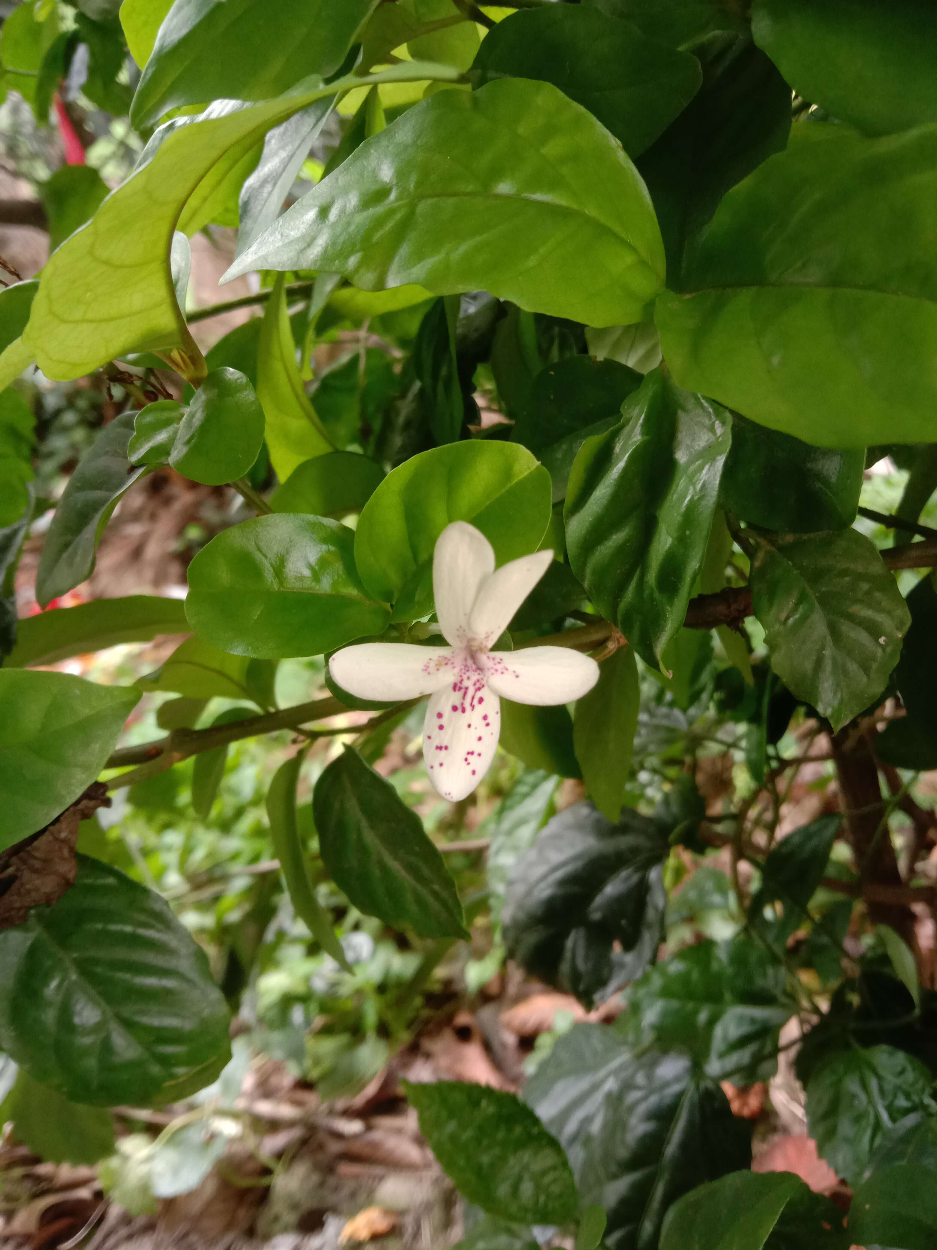 Pseuderanthemum maculatum (Lodd.) I. M. Turner resmi