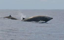 Image of Cuvier's Beaked Whale