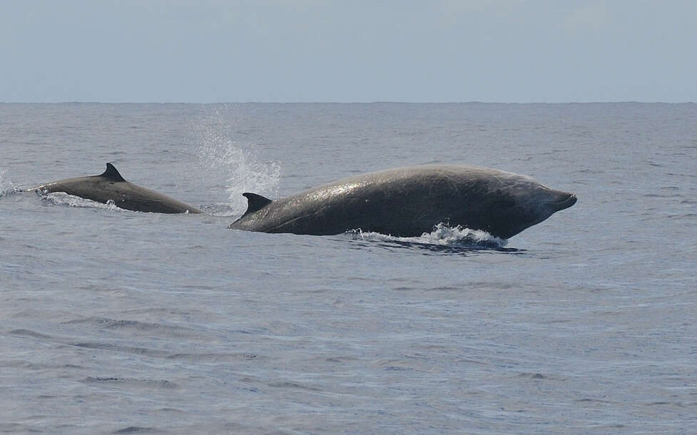 Image of Cuvier's Beaked Whale