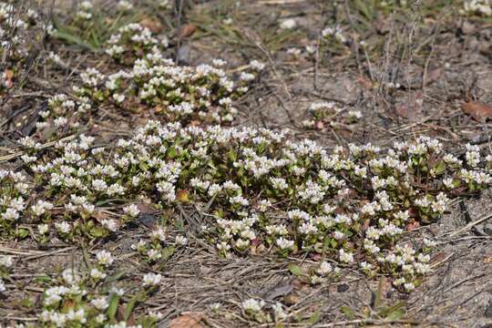 Image of early scurvygrass