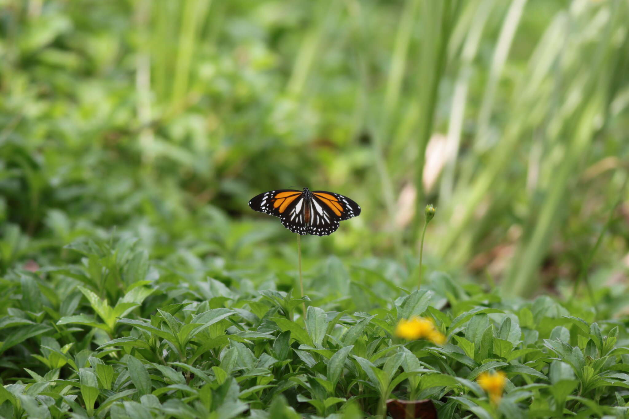 Image de Danaus (Anosia) melanippus Cramer 1777