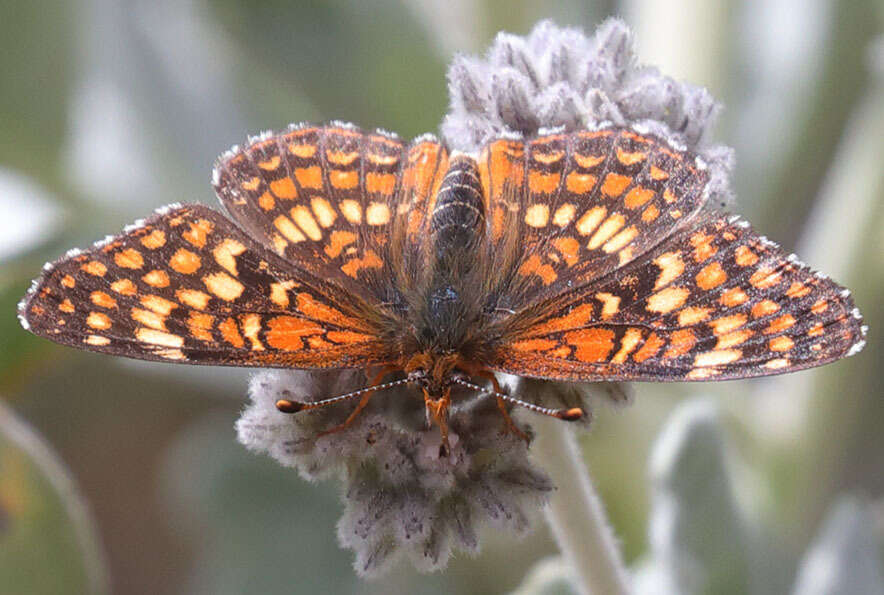 Image of Gabb's Checkerspot