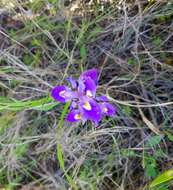 Plancia ëd Moraea sisyrinchium (L.) Ker Gawl.