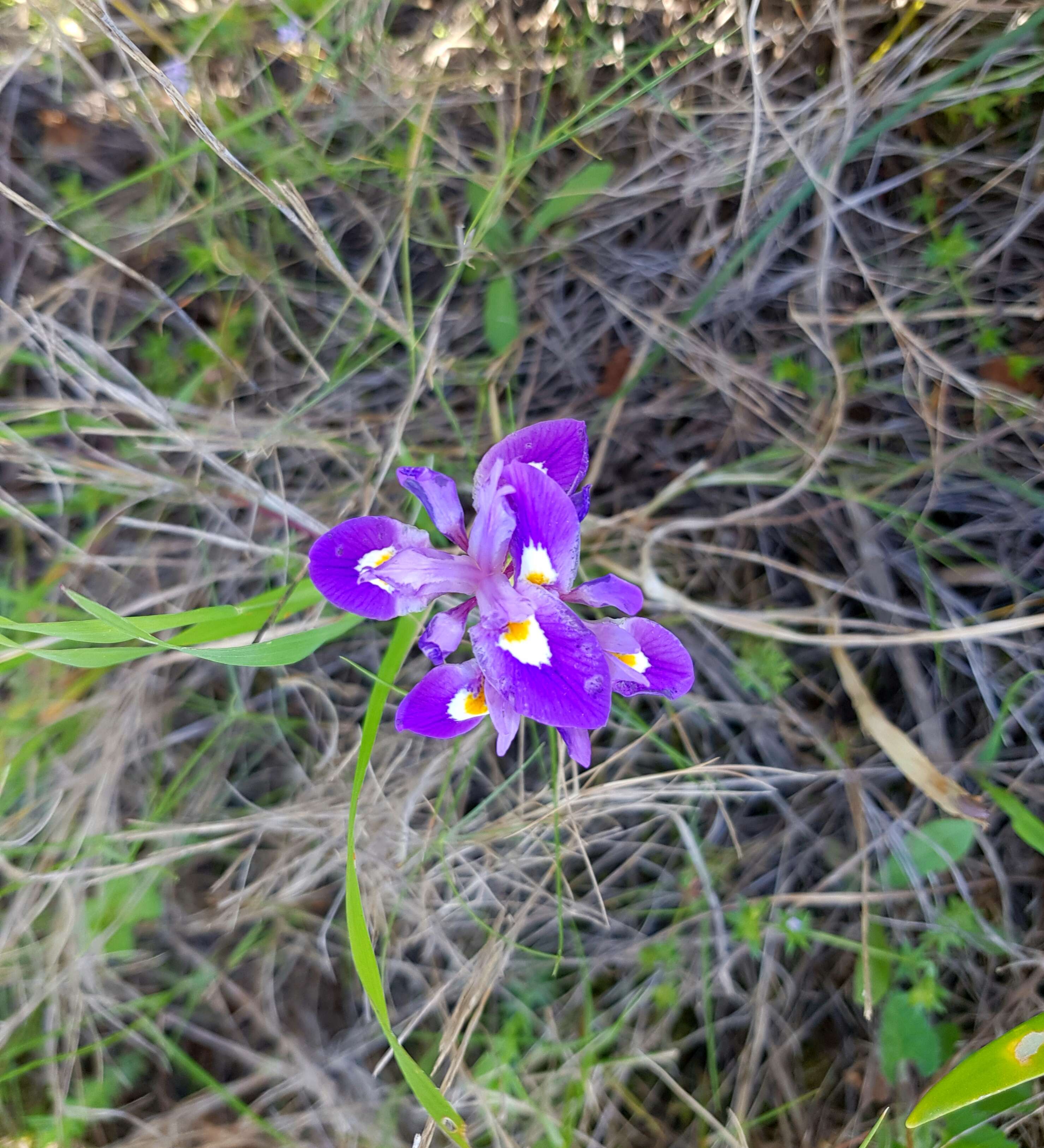 Image of Barbary Nut Iris