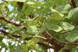 Image of Erythrina velutina Willd.