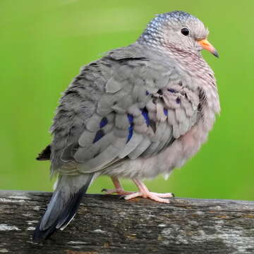 Image of Common Ground Dove