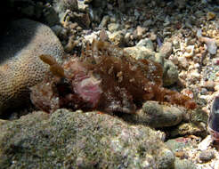 Image of McAdams scorpionfish