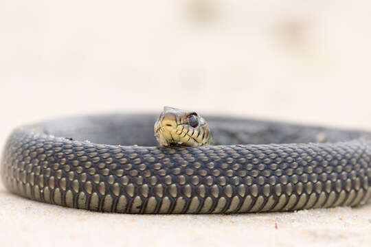 Philodryas patagoniensis (Girard 1858) resmi