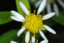 Imagem de Doellingeria umbellata (Mill.) Nees