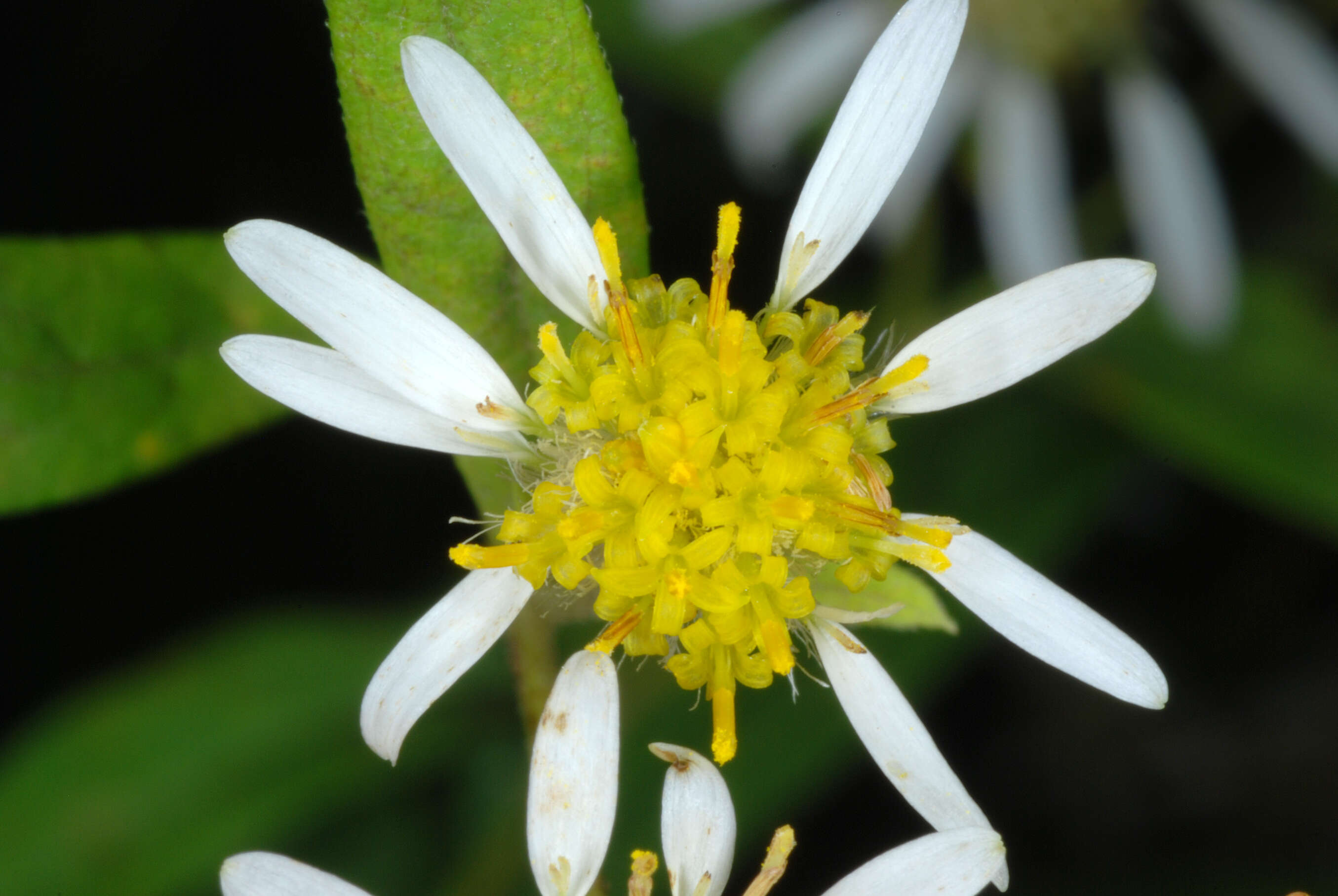 Imagem de Doellingeria umbellata (Mill.) Nees