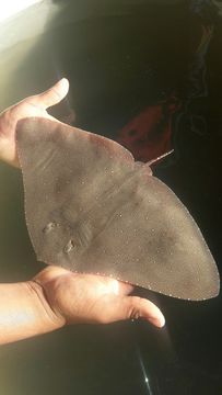 Image of California Butterfly Ray