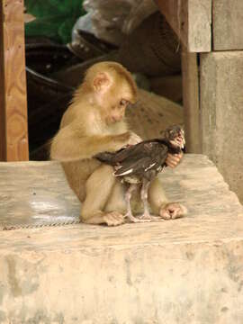 Image of Long-tailed Macaque