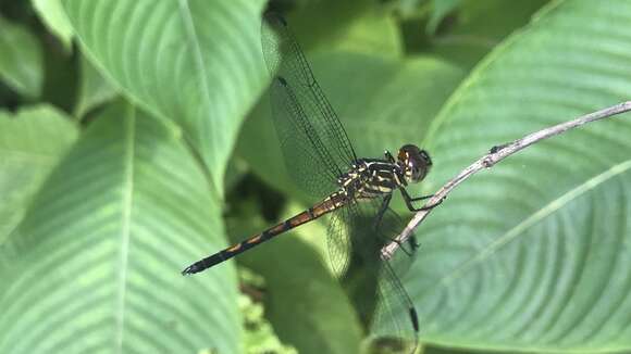 Image of Gray-waisted Skimmer