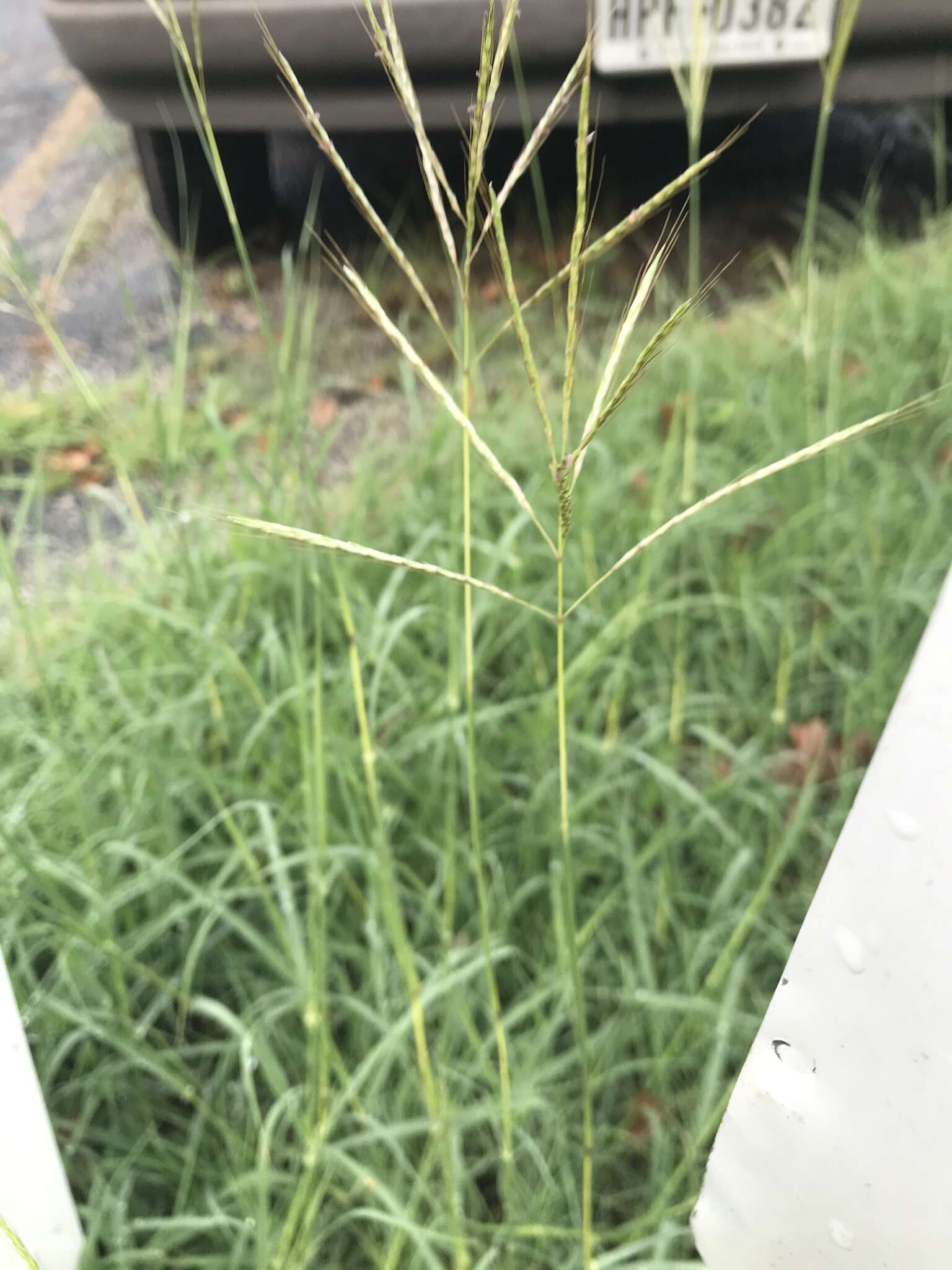 صورة Bothriochloa ischaemum (L.) Keng