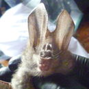 Image of Lesser false vampire bat
