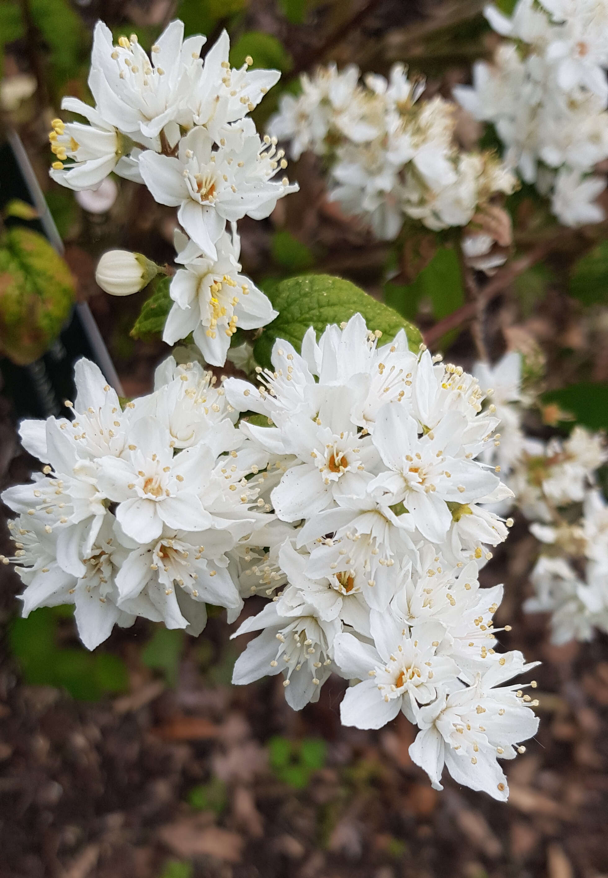 Image of fuzzy pride-of-Rochester