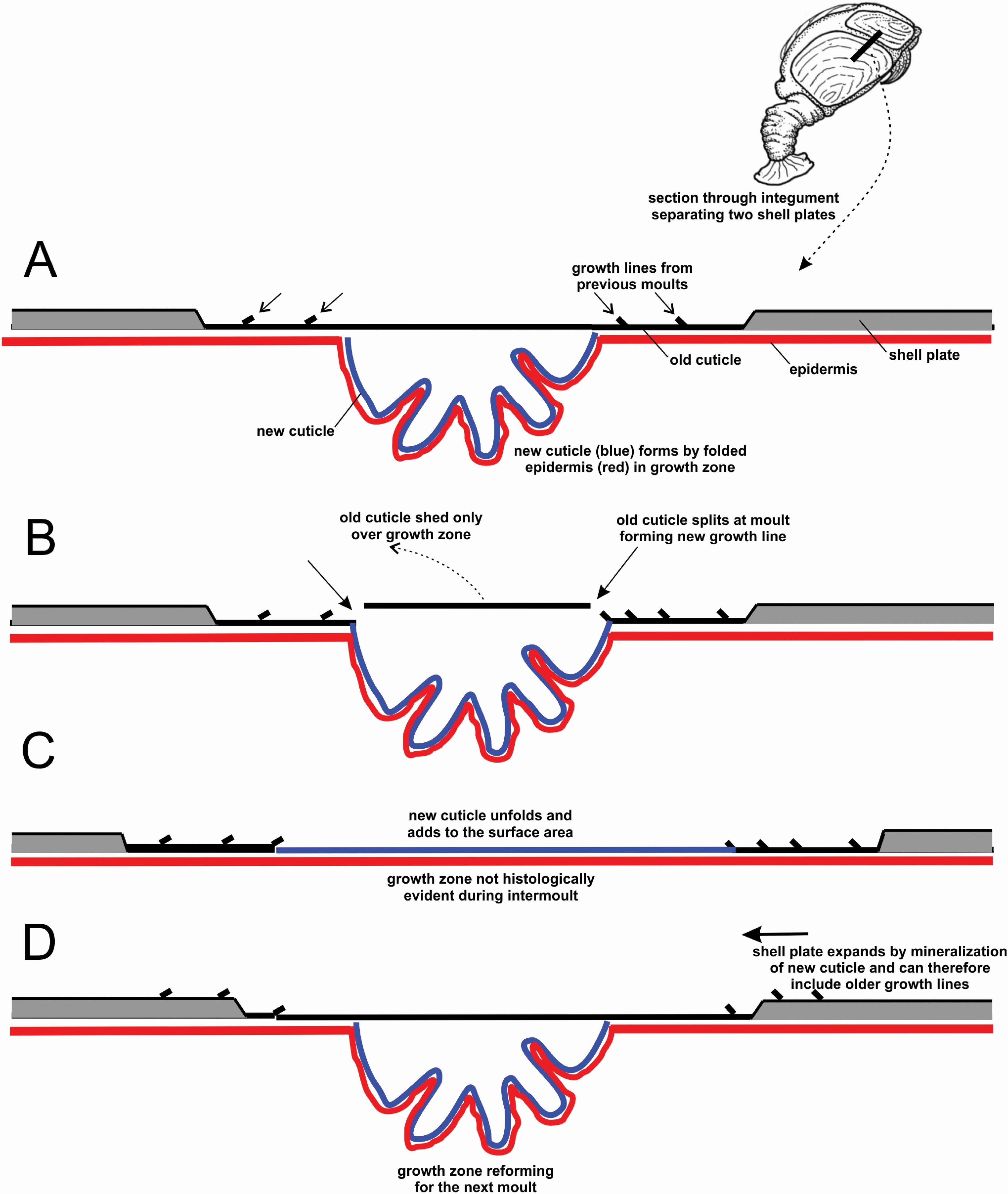 Image of Pedunculata