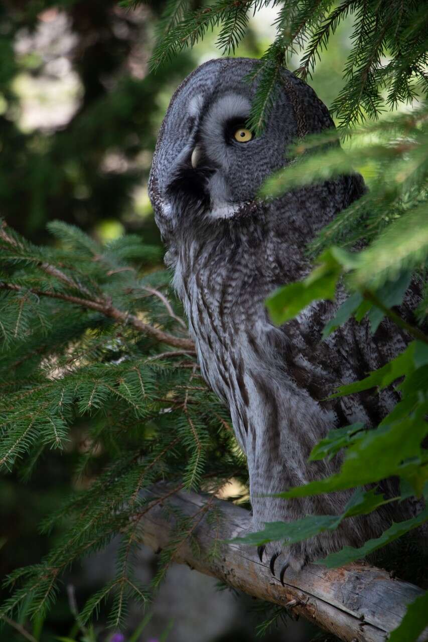 Image of Great Gray Owl