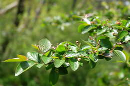 Image of Peking cotoneaster