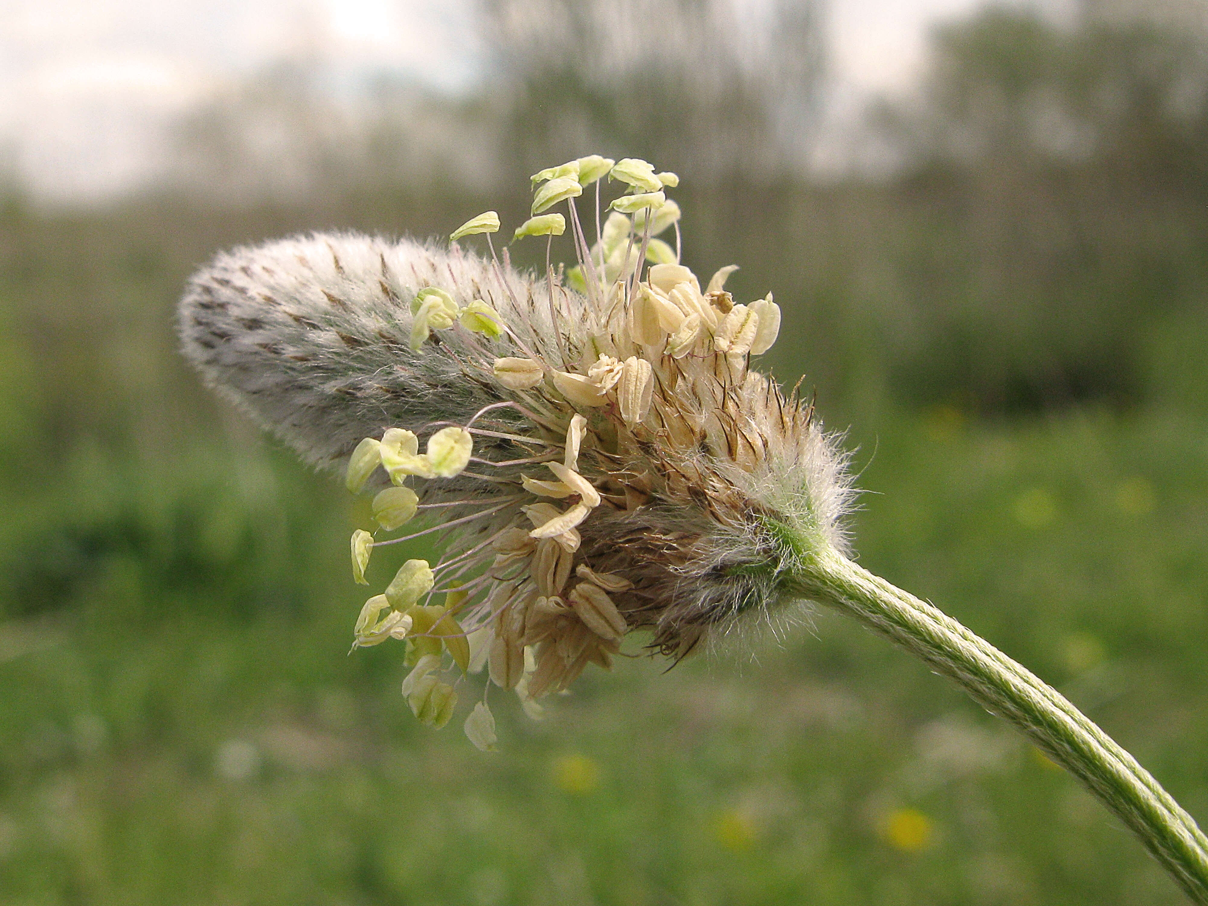 Image of Hare's-foot Plantain