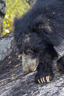 Image of Sri Lankan sloth bear