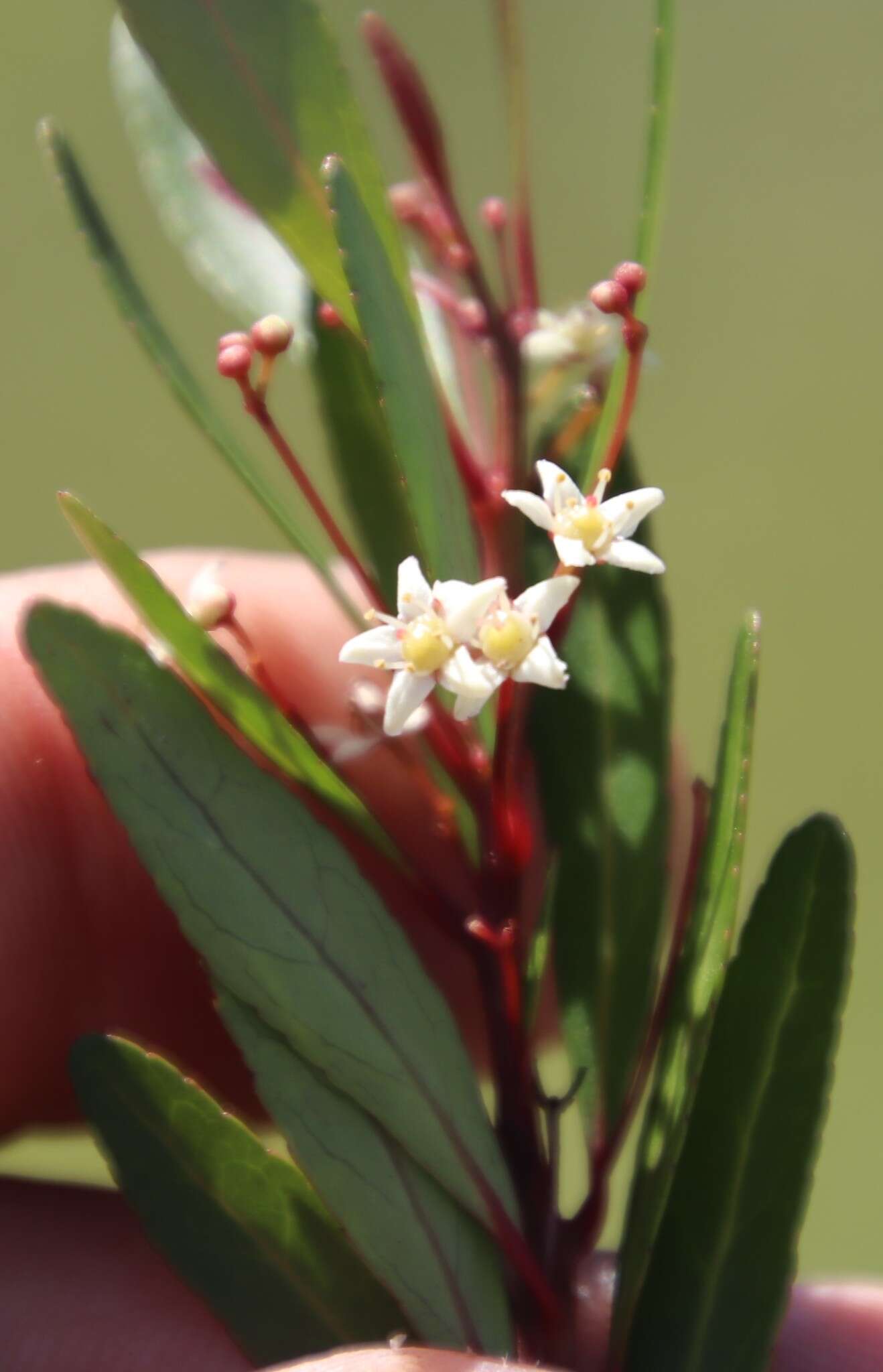 Image of Gymnosporia bachmannii Loes.