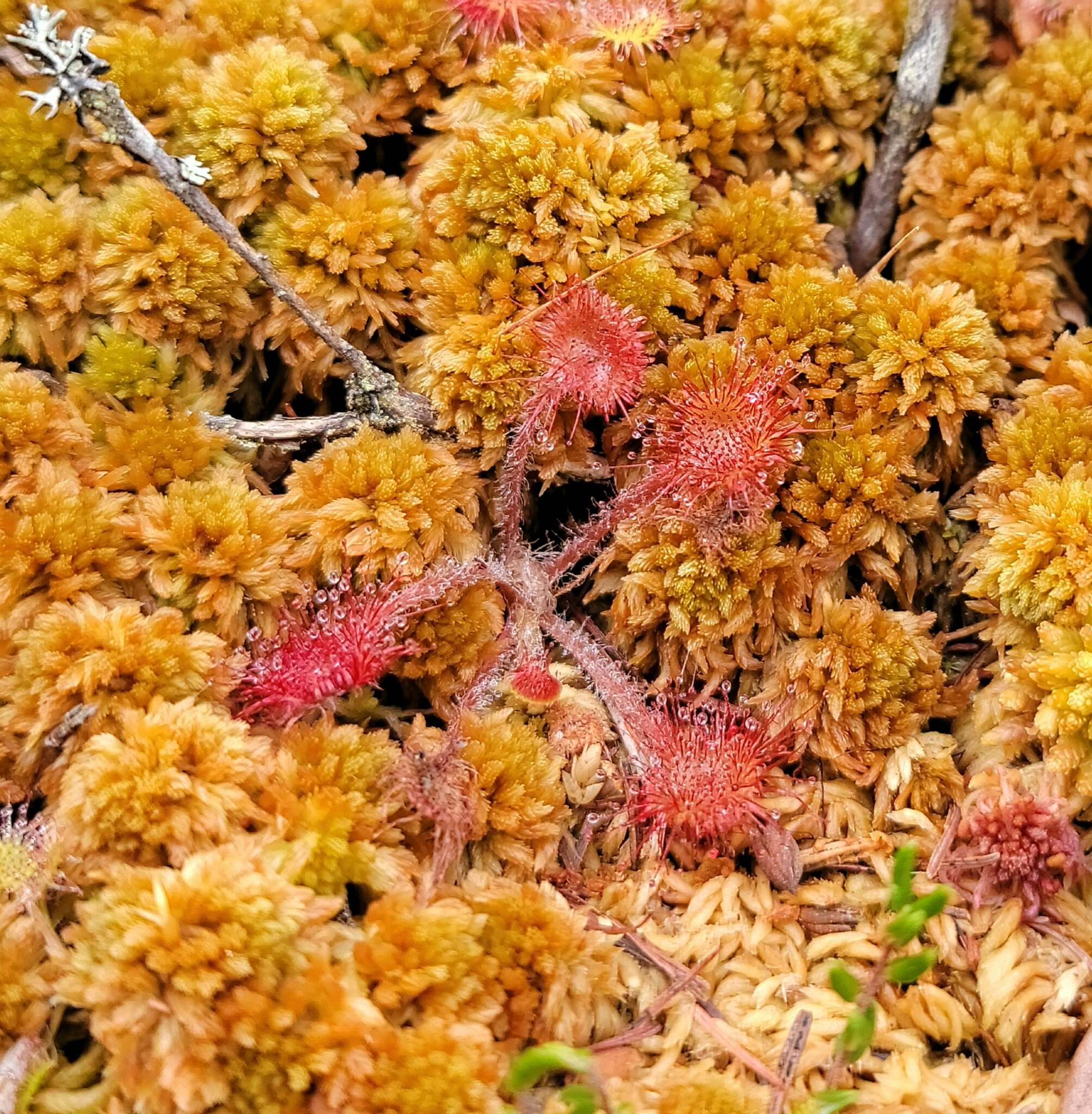 Image of Common Sundew