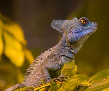 Image of Common Basilisk