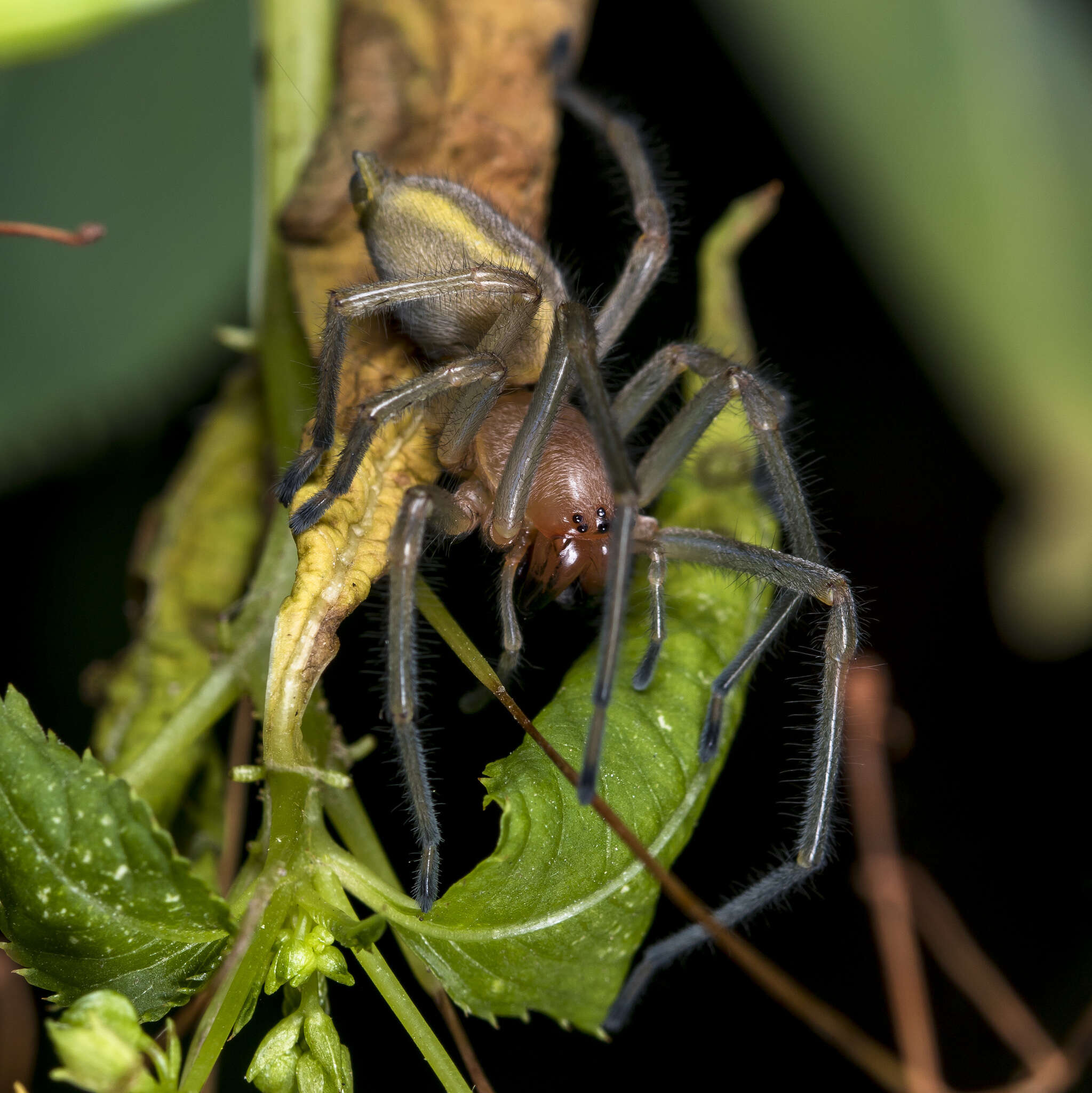 Слика од Cheiracanthium punctorium (Villers 1789)