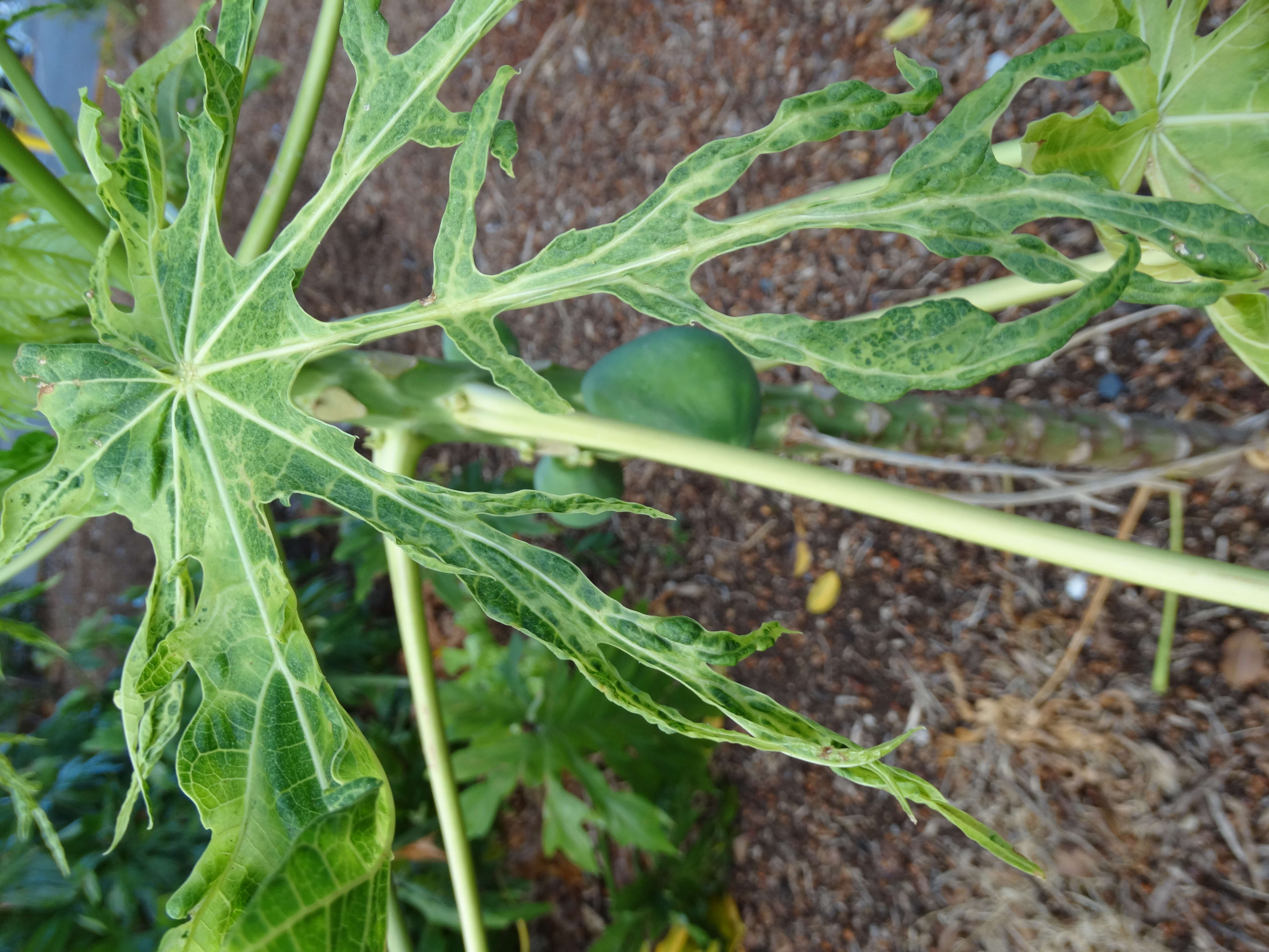 Image of Papaya ringspot virus