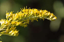 Imagem de Solidago altissima L.