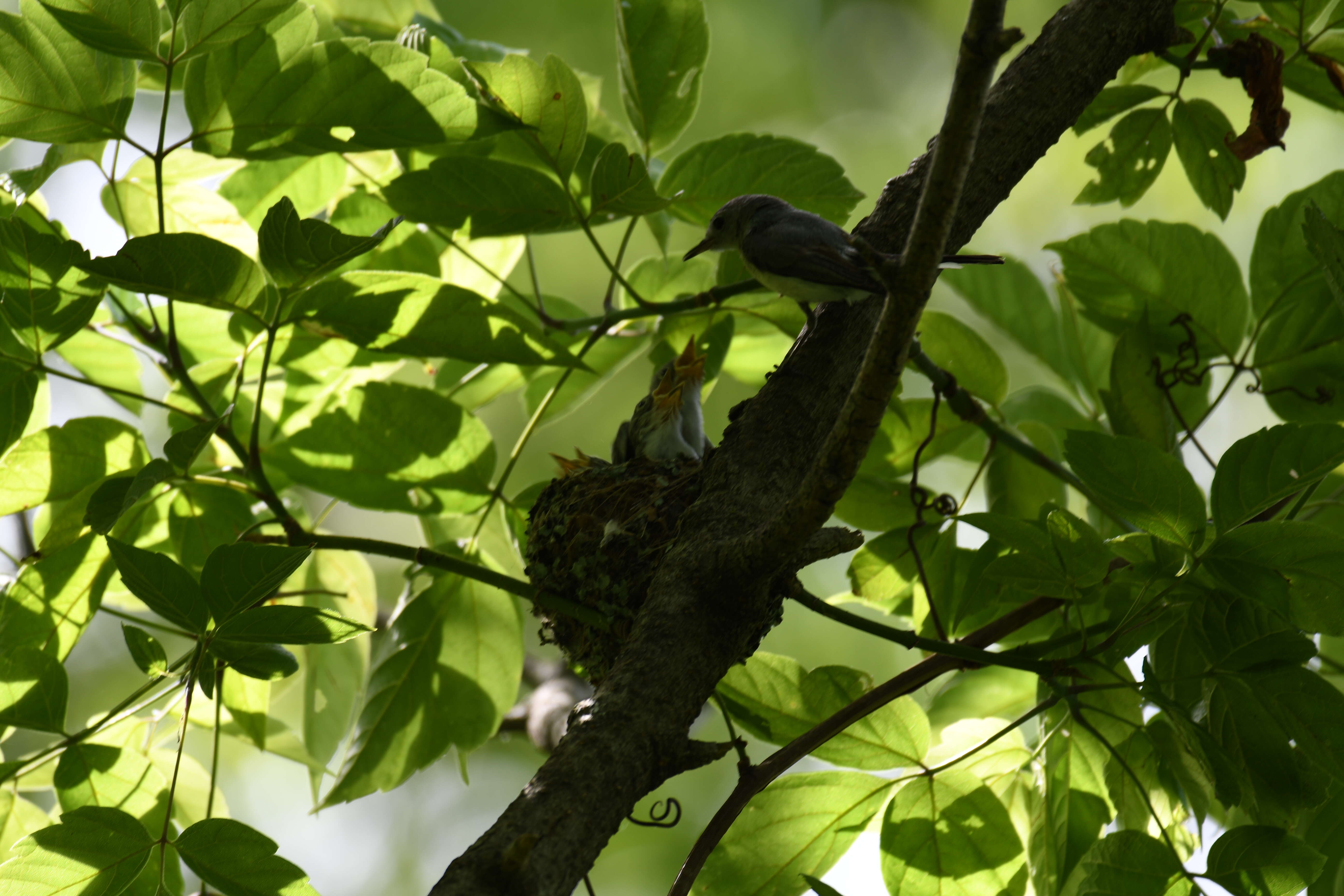 Image of gnatcatchers