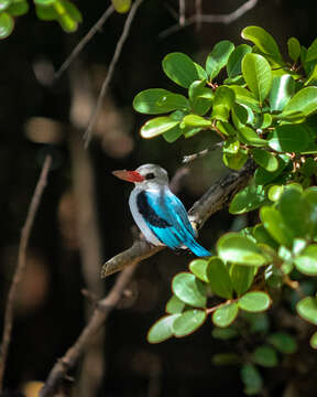 Image of Mangrove Kingfisher