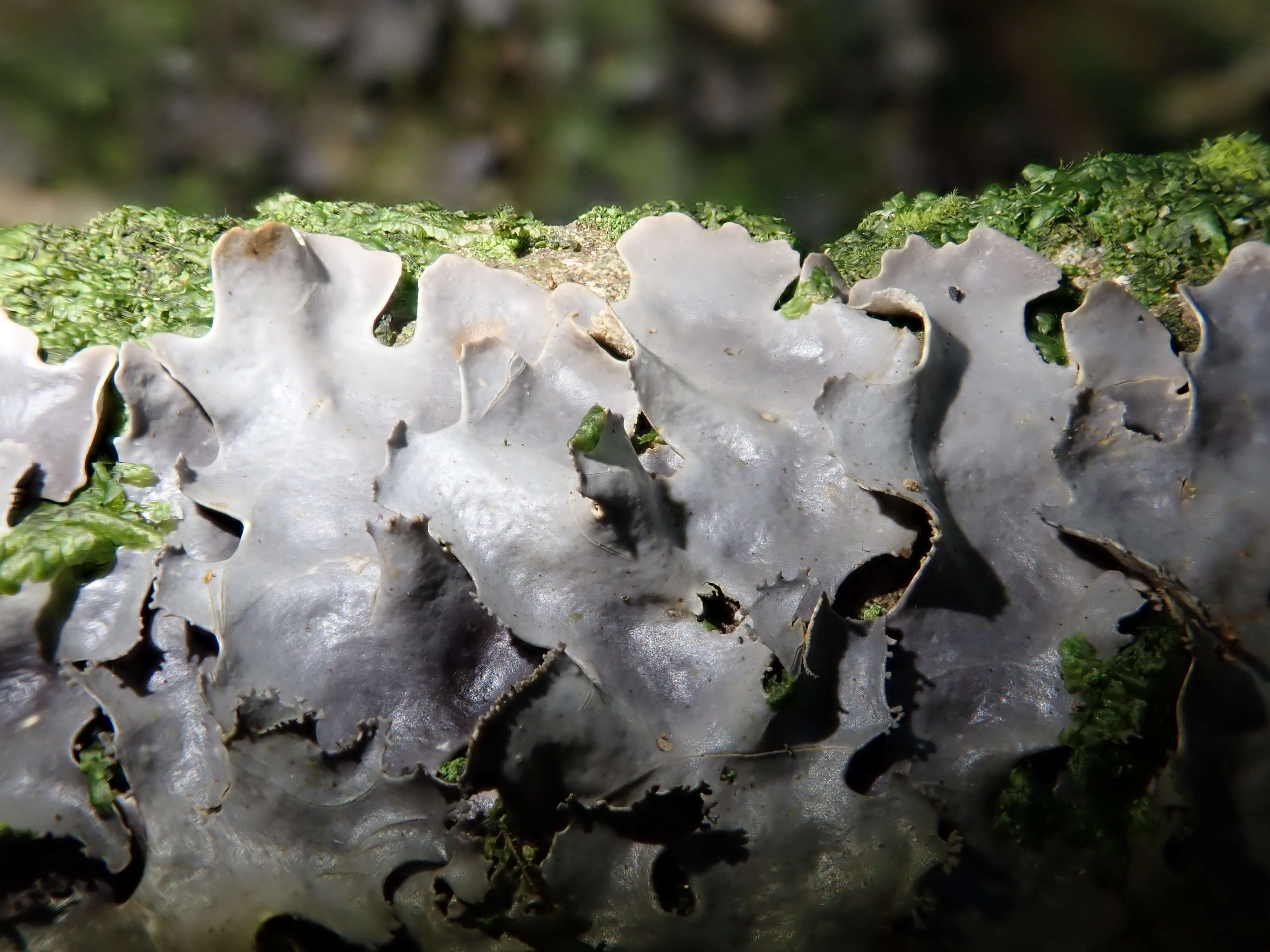 Image of Pseudocyphellaria lichen