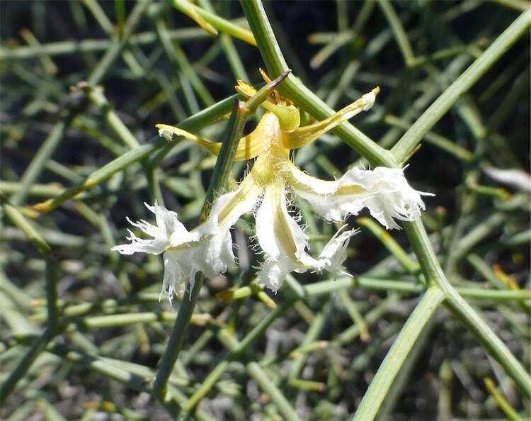 Image of Lechenaultia divaricata F. Müll.