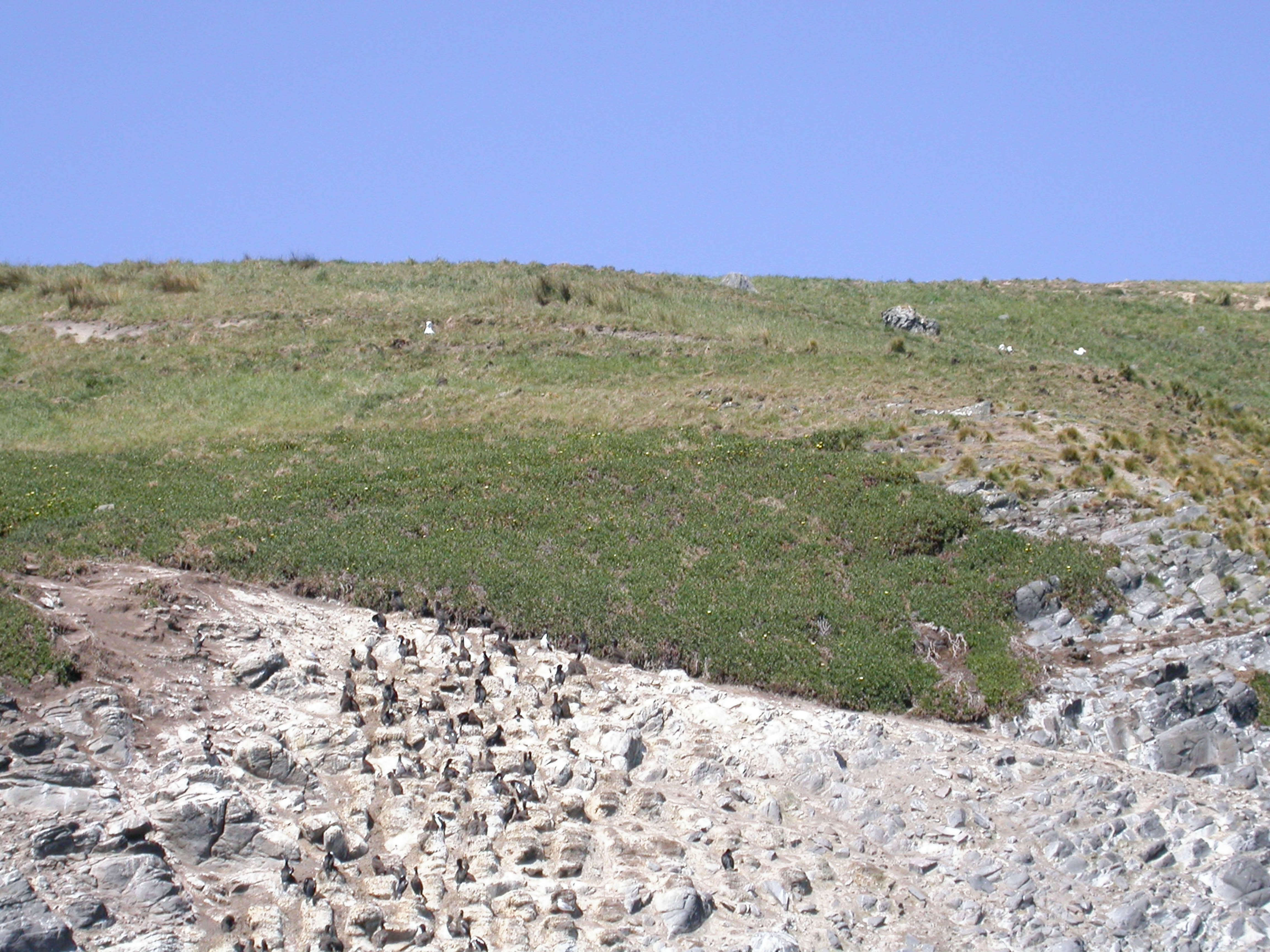 Image of Otago Shag