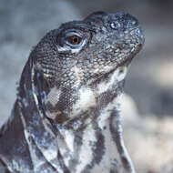 Image of Guatemalan Black Iguana