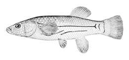 Image of Striped Killifish