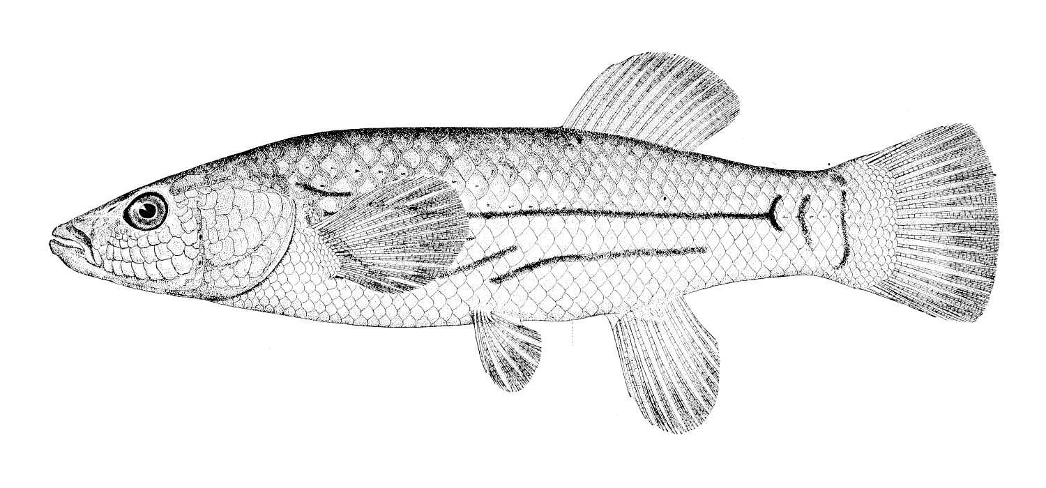 Plancia ëd Fundulus majalis (Walbaum 1792)