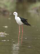 Image of Pied Stilt