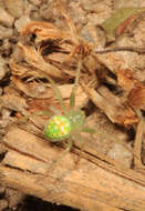 Image of Araneus cingulatus (Walckenaer 1841)