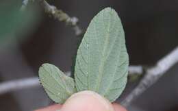 Image of woolyleaf ceanothus